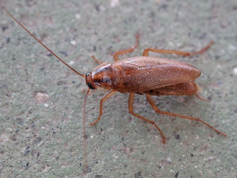 Cockroaches