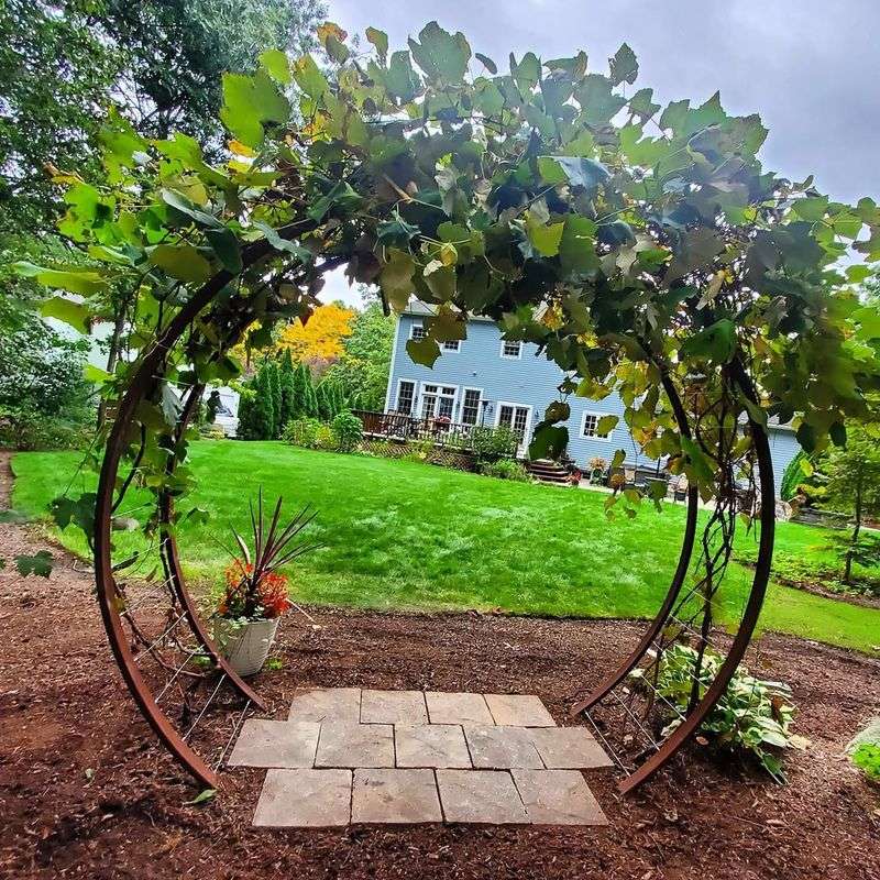 Grapevine Arbor For Edible Landscaping