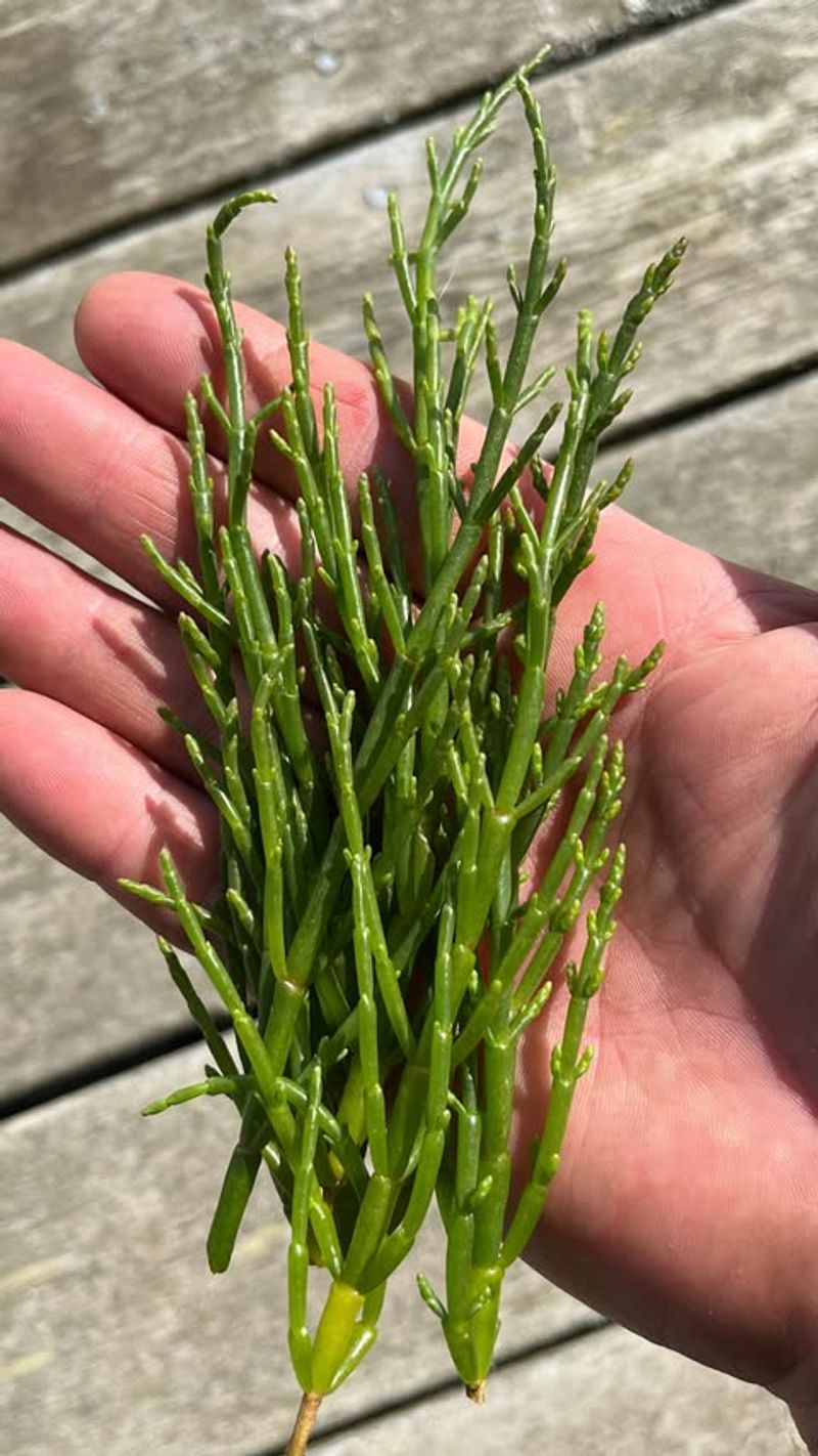 Sea Beans