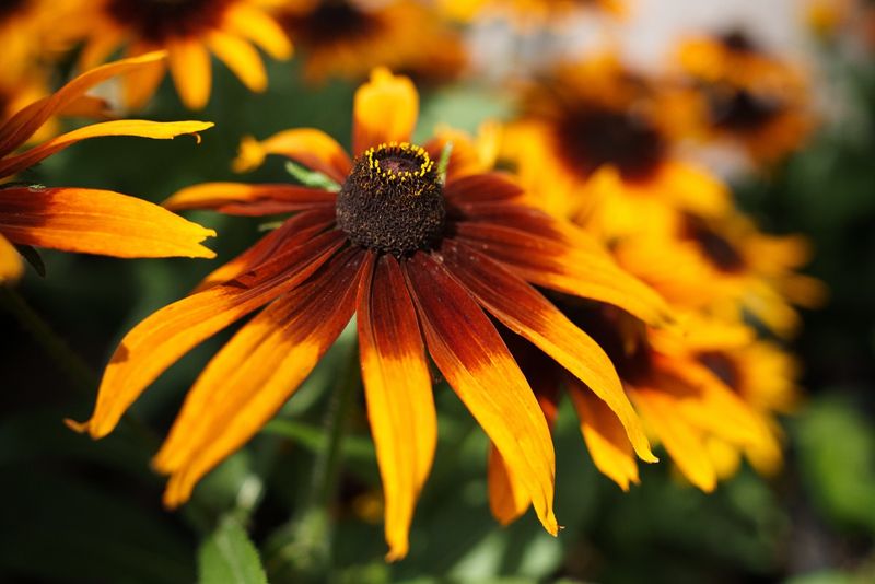 Black-Eyed Susan