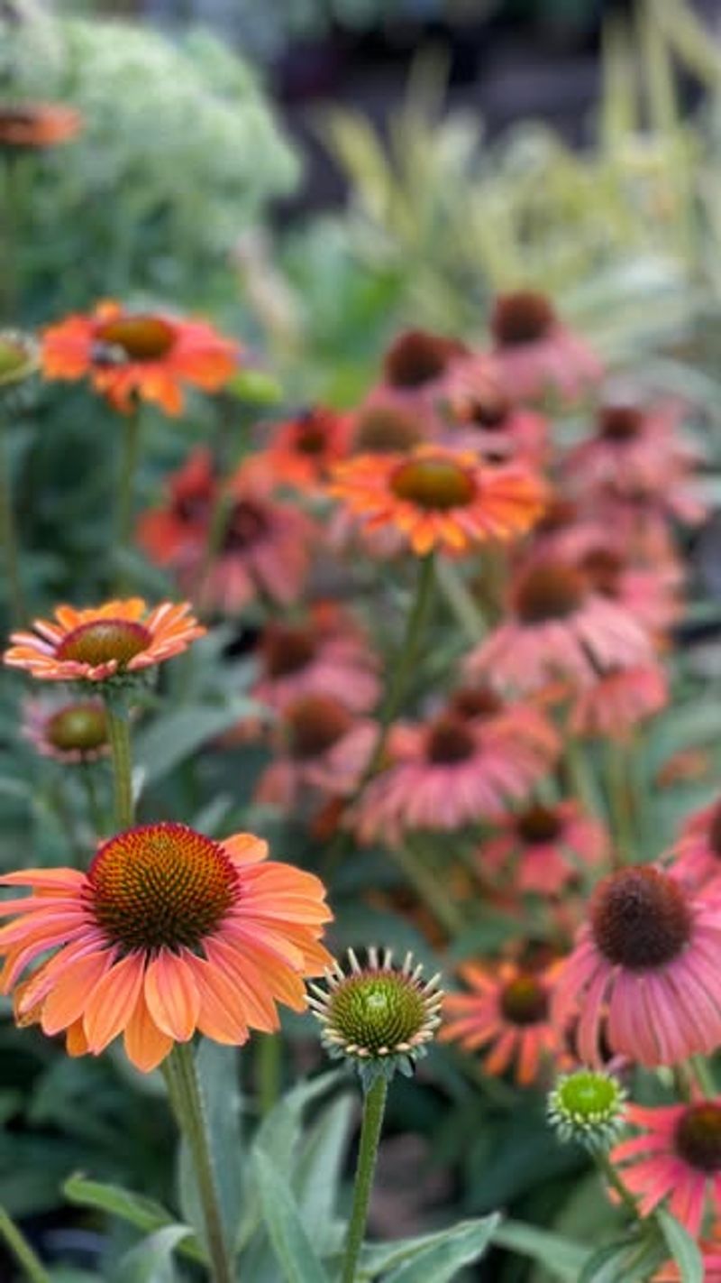 Reduce Watering As Temperatures Drop