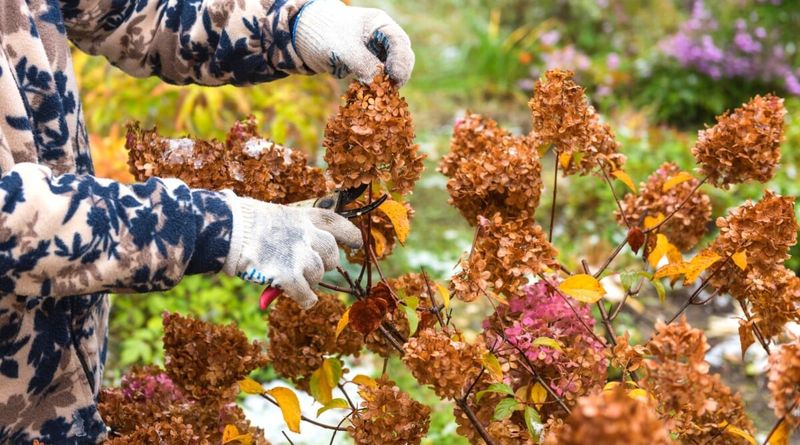 Prune Dead Wood But Leave Healthy Stems
