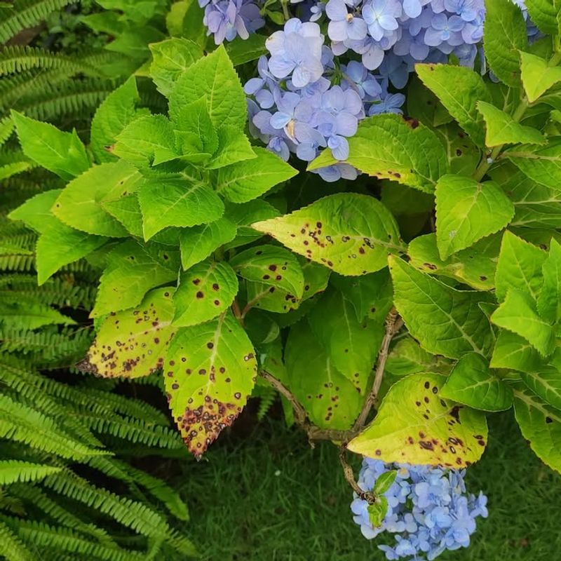 Inspect For Pests And Disease