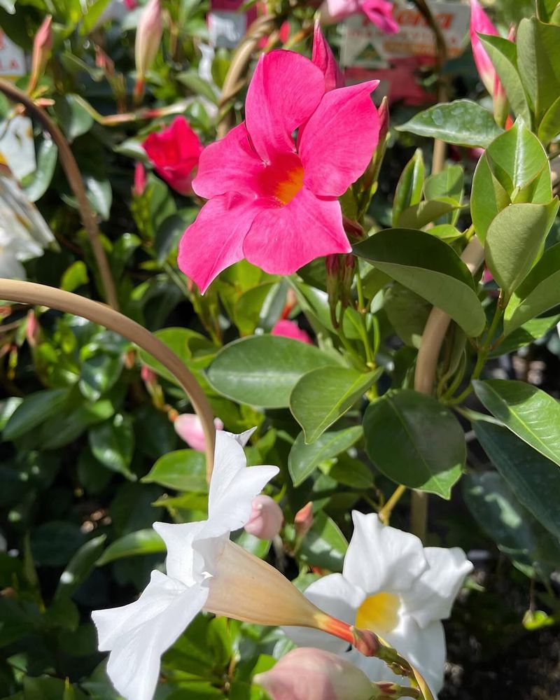 Cover Plants During Cold Snaps
