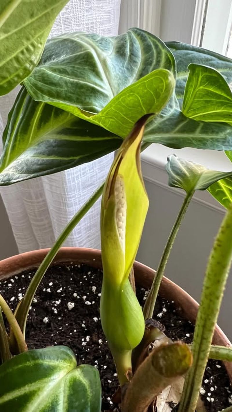 Reduce Fertilizer During Dormant Months