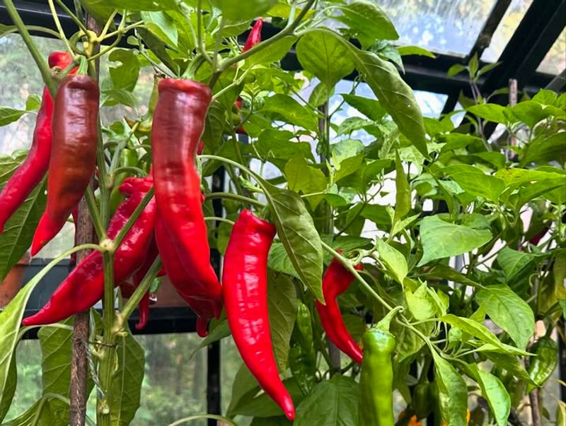 End Warm-Season Vegetable Planting By August