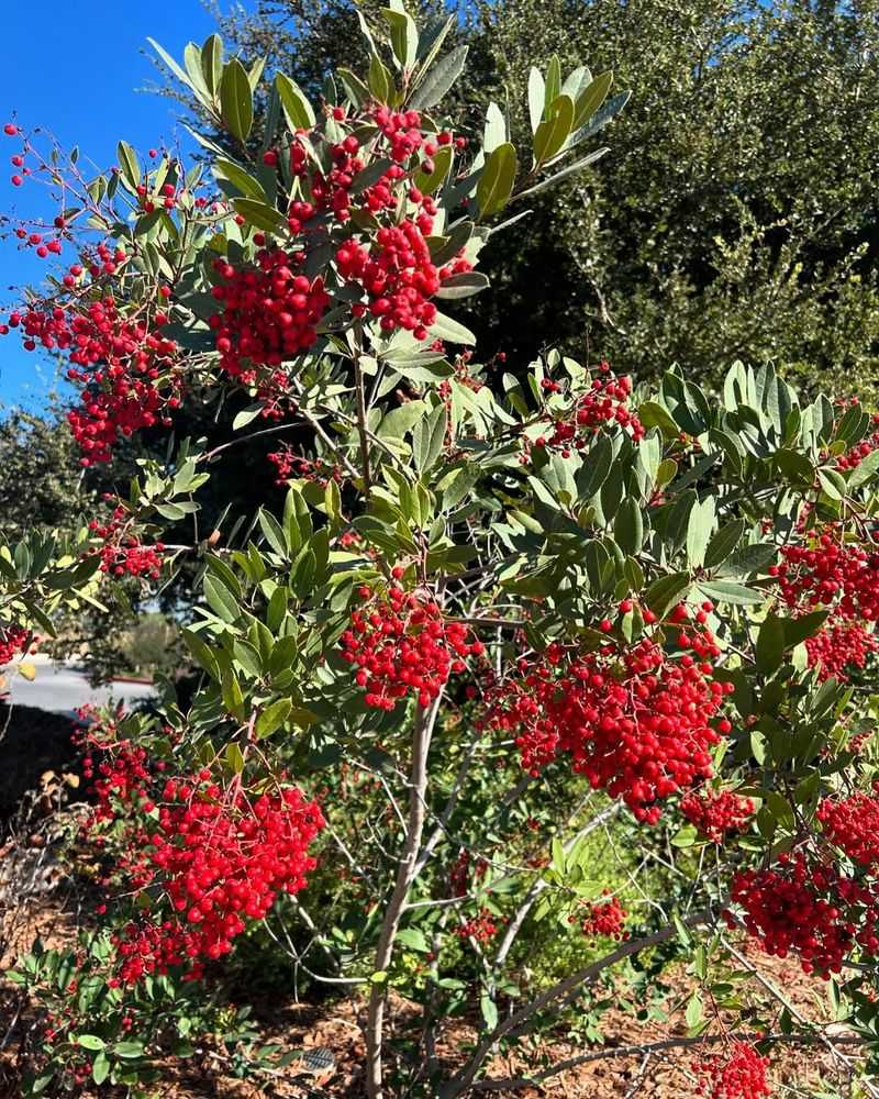 Plant Berry-Producing Shrubs And Trees