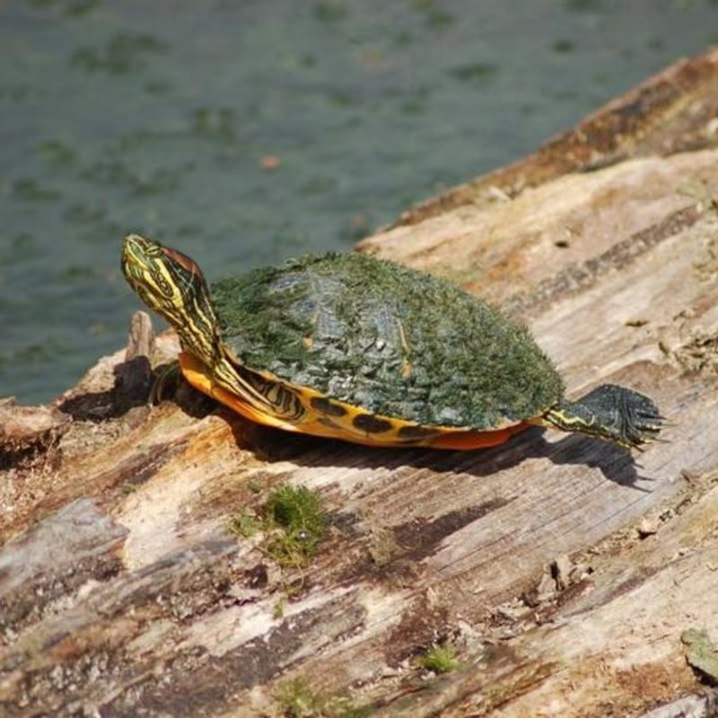 Identify the Species Safely