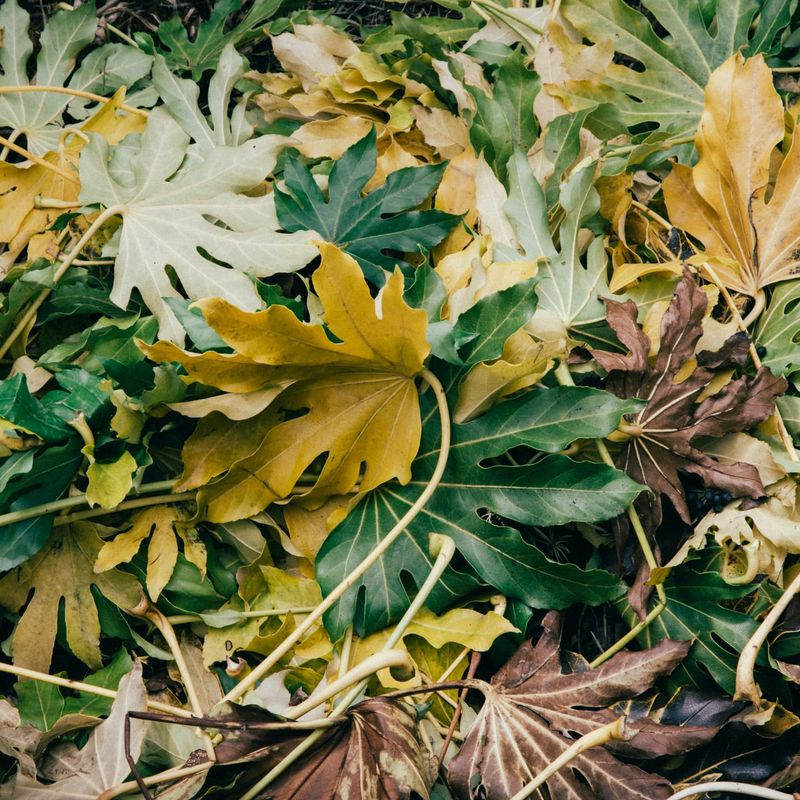 Leaving Thick Layers of Leaves on Your Grass