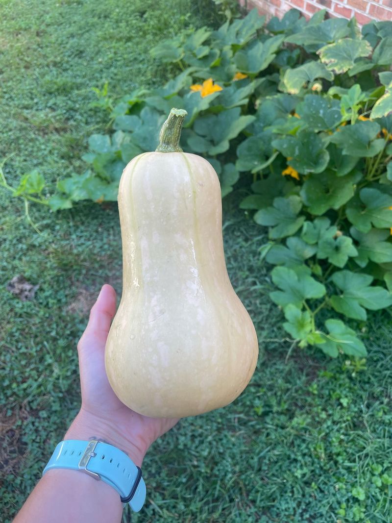 Handle With Care During Harvest