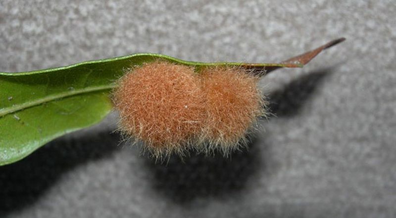 Galls Form Strange Leaf Bunches