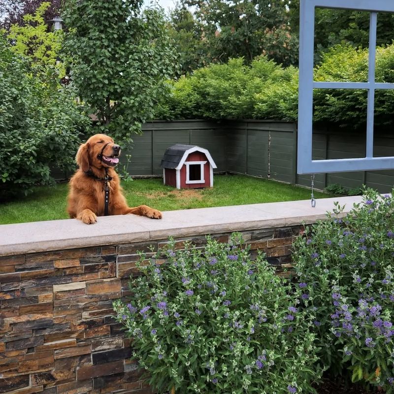 Your Pets Acting Strangely Outside