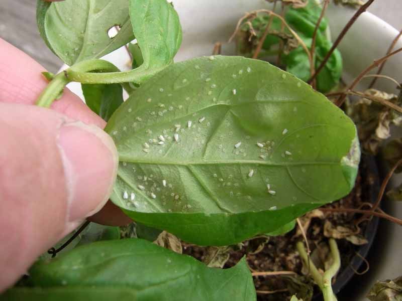 Regular Plant Inspection And Pruning