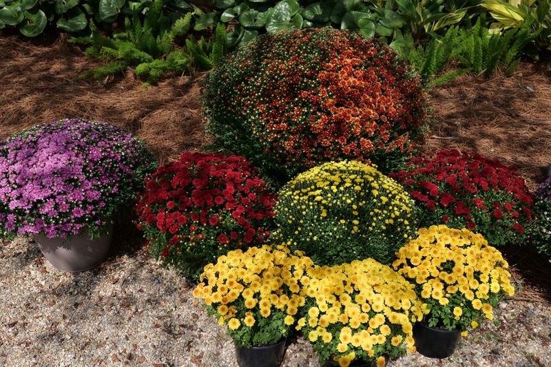 Choosing Hardy Varieties For Colorado's Climate