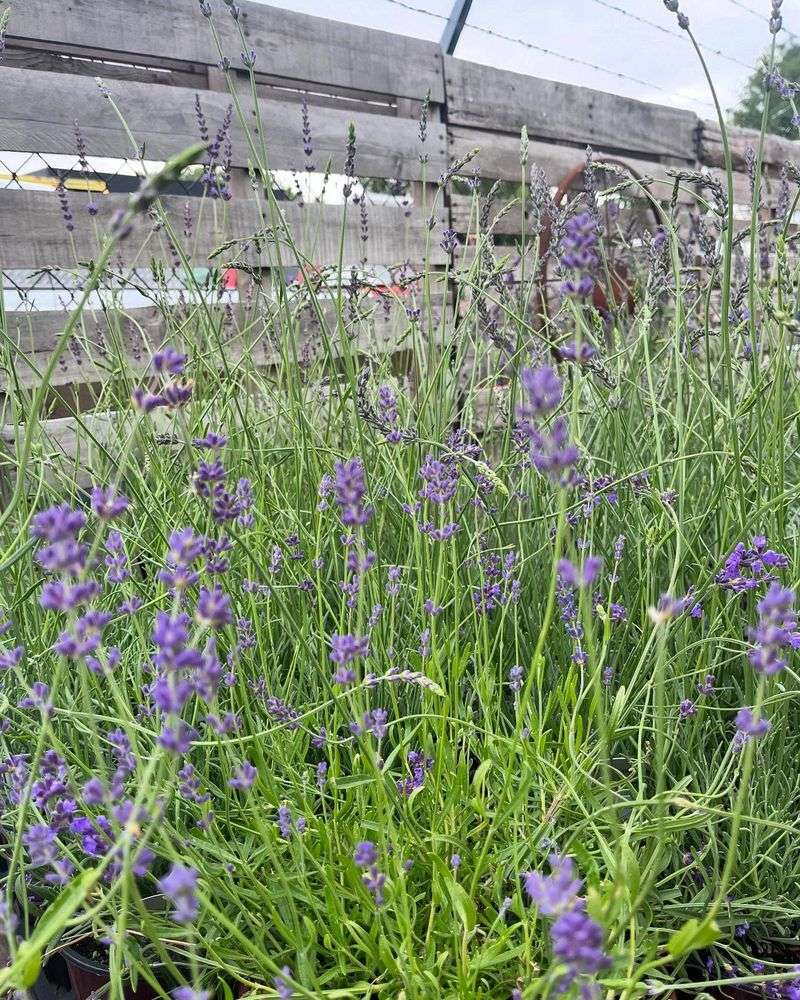 Year-Round Protection Unlike Seasonal Solutions