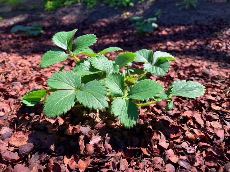 Cocoa Hull Mulch