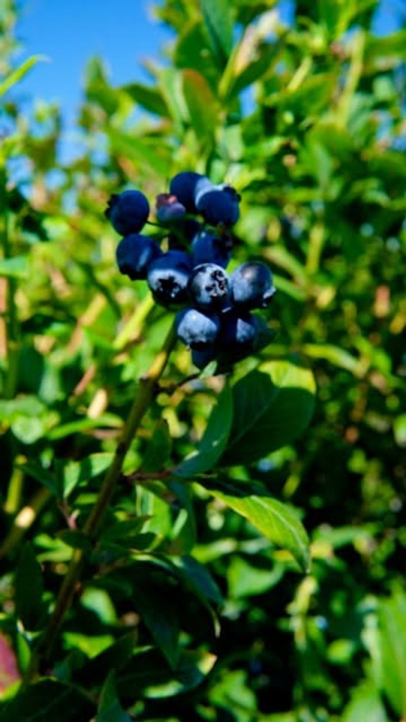 Blueberries