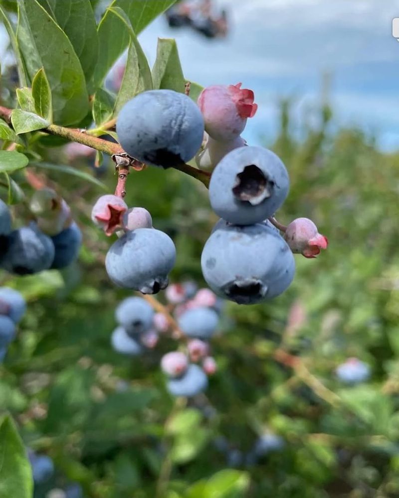Blueberry Bushes