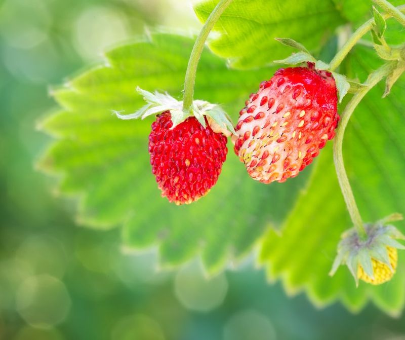 Alpine Strawberries