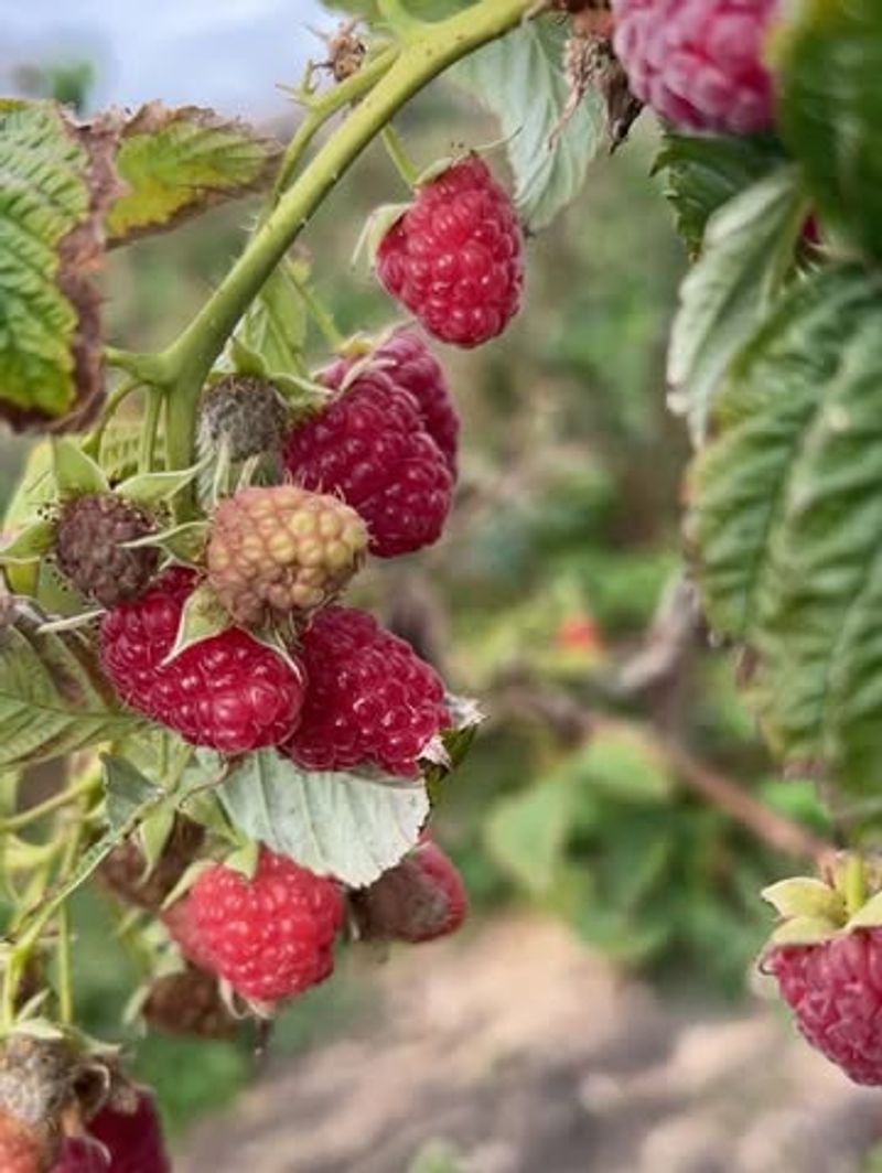Raspberries