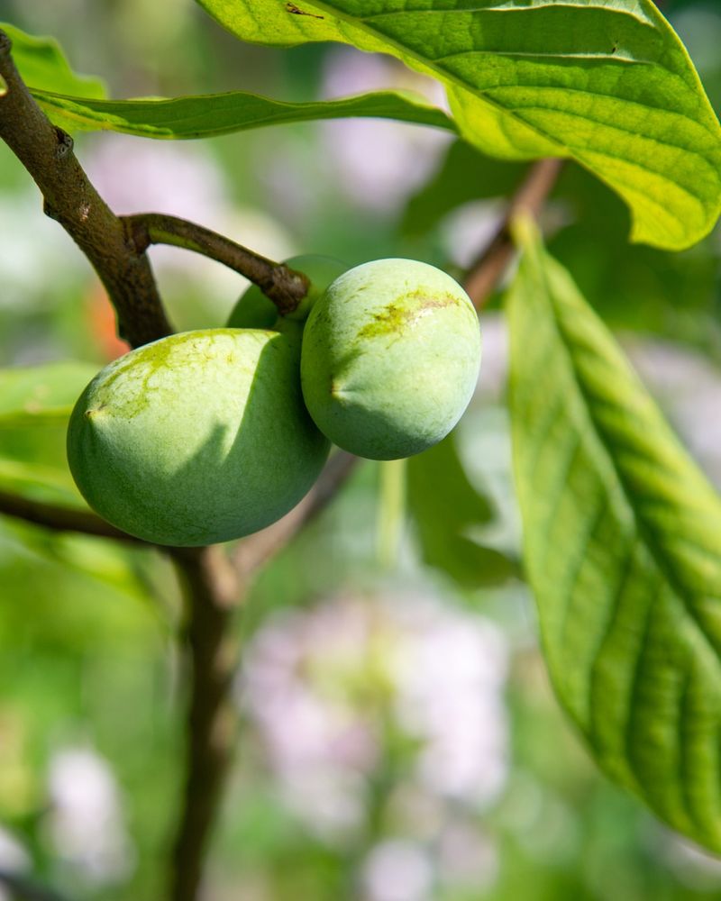 Pawpaws