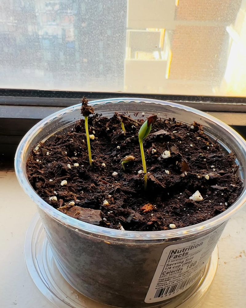 Apples Started Indoors For Future Transplants