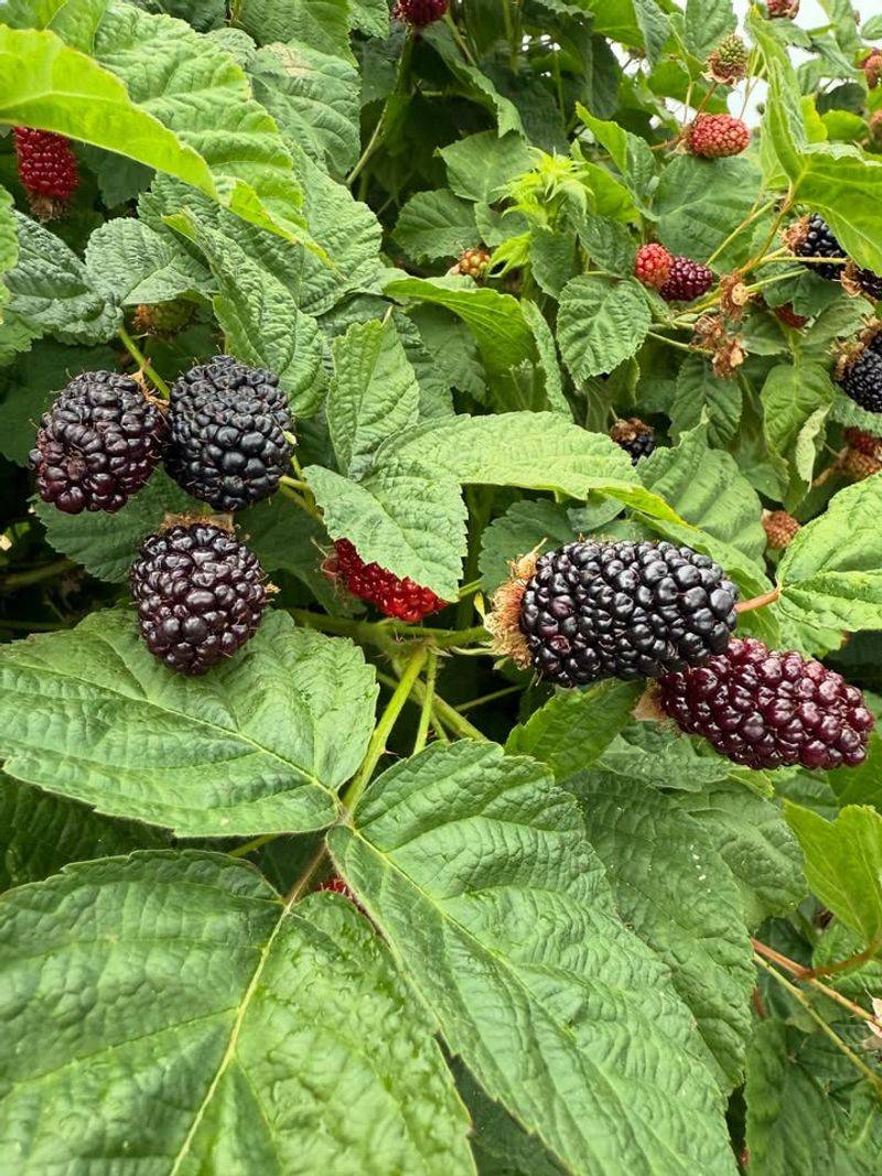 Blackberries