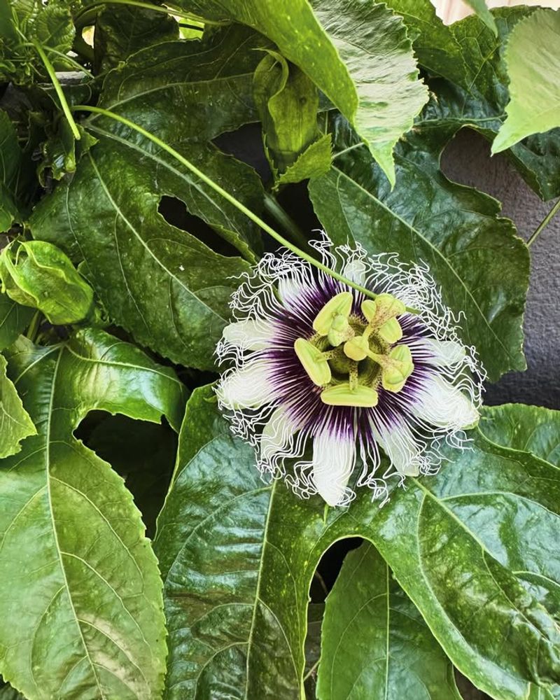 Passion Fruit