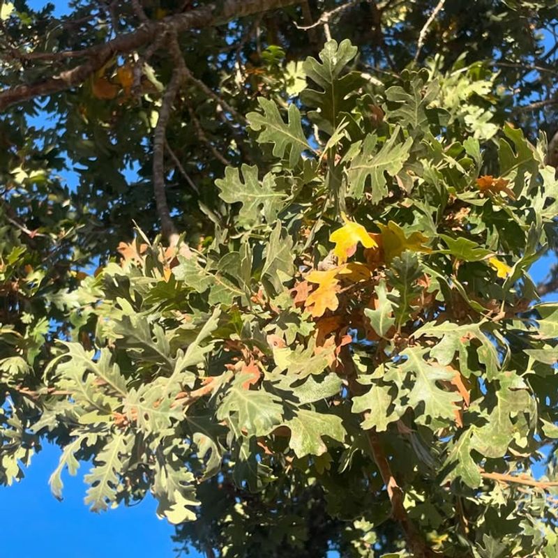 Native California Oaks Appreciate Light Feeding