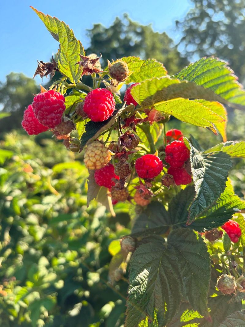 Raspberry Seeds