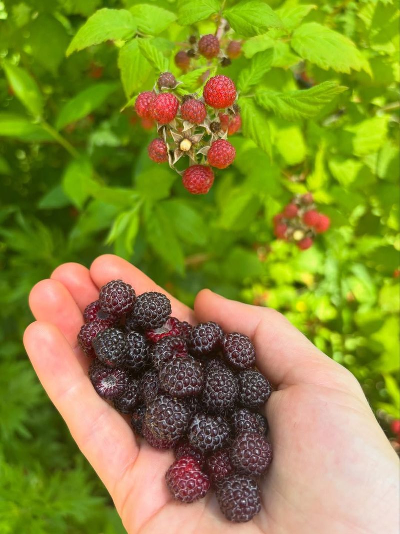 Raspberry Seeds