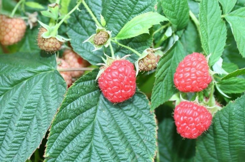 Raspberry Seeds