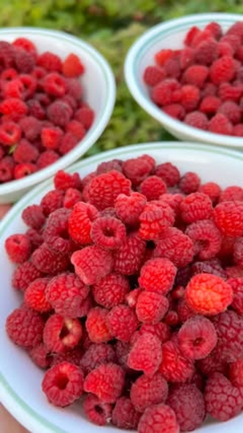Raspberry Seeds