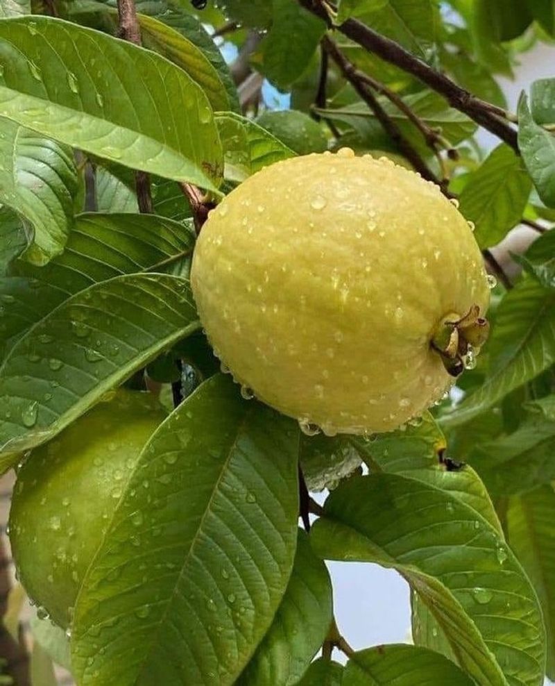 Guava Seeds