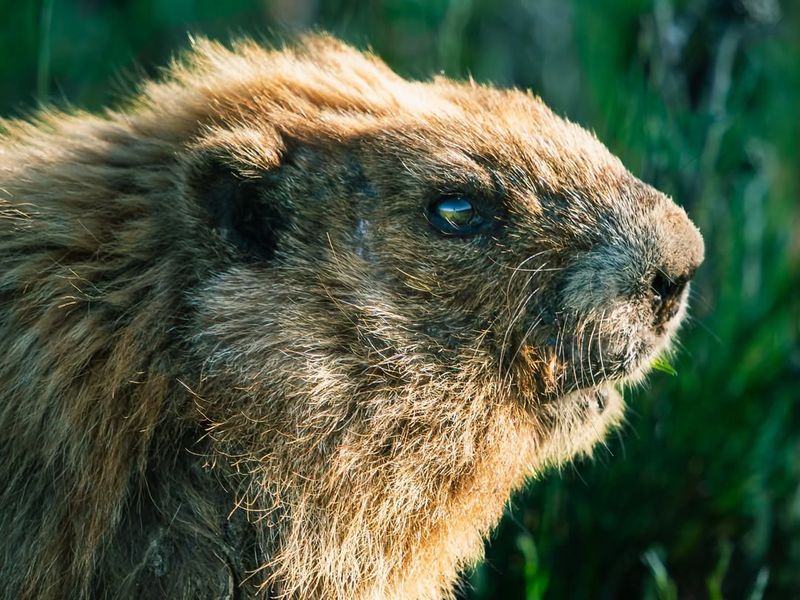 Olympic Marmot