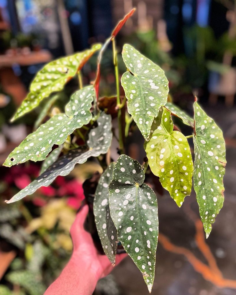 Begonia Maculata 'Polka Dot'