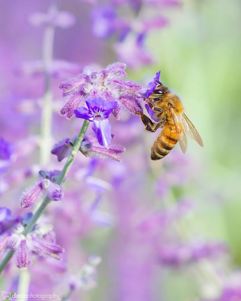 Pollinator Paradise