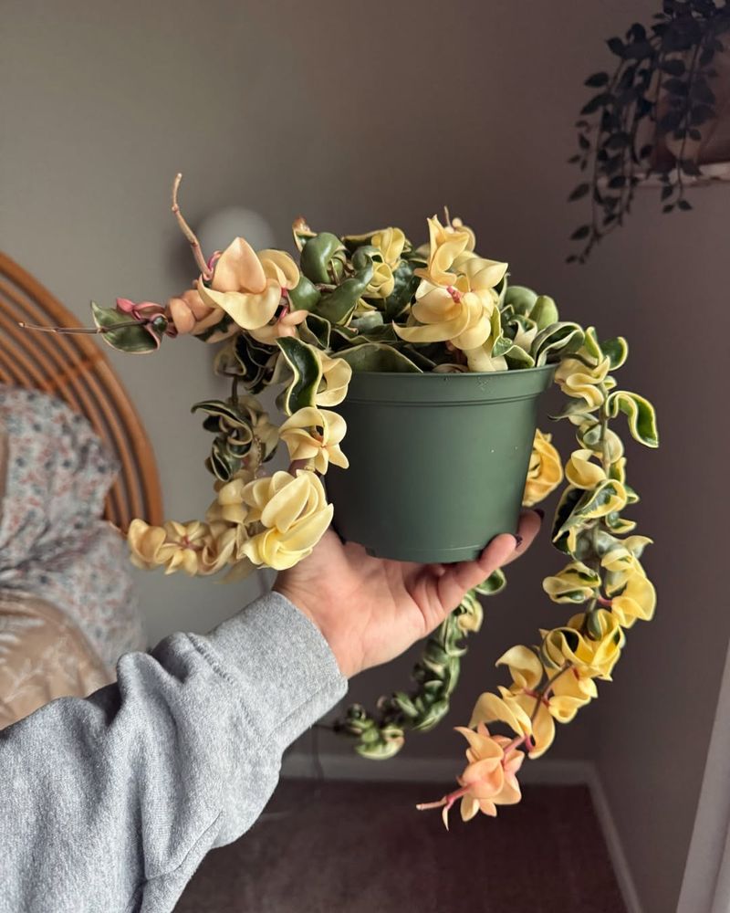 Variegated Hoya Compacta