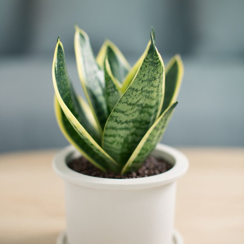Air-Purifying Snake Plants For Low-Light Corners