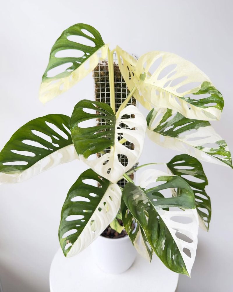 Monstera Adansonii Variegated