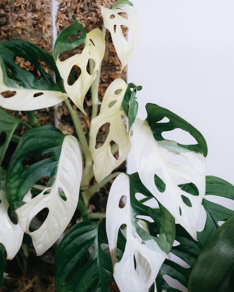 Monstera Adansonii Variegated