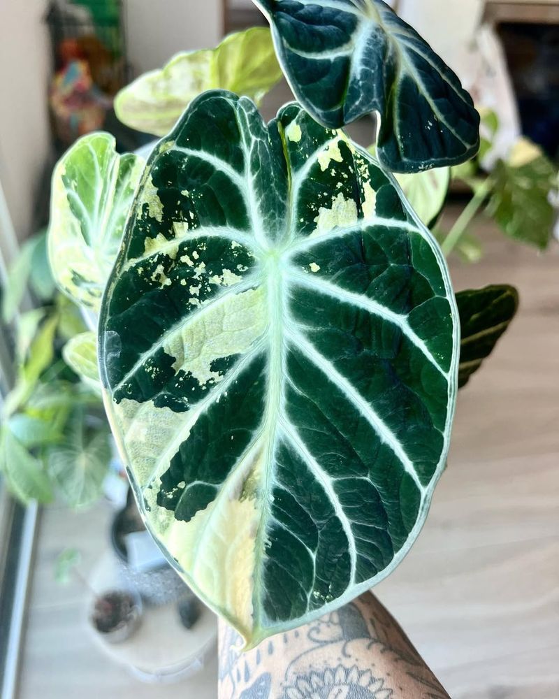 Alocasia Black Velvet