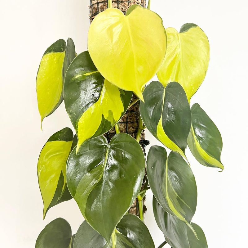 Philodendron Brasil