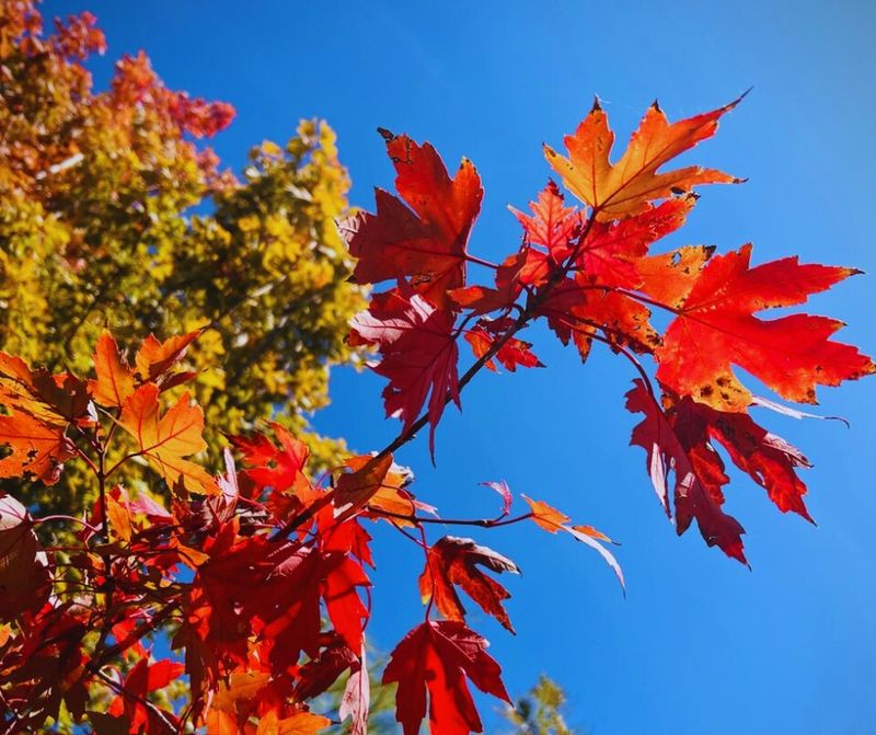 Autumn Blaze Maple