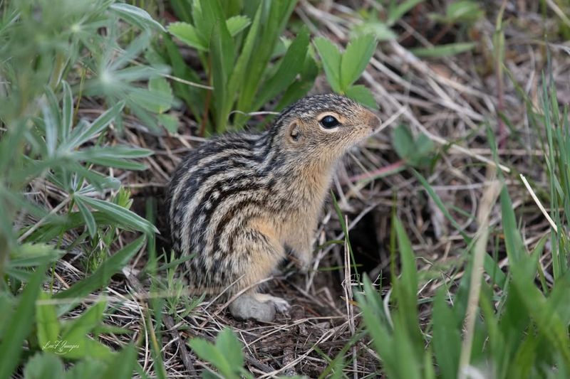 Thirteen-Lined Ground Squirrel