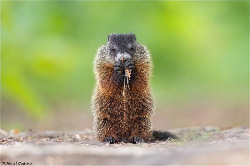 Woodchuck (Groundhog)