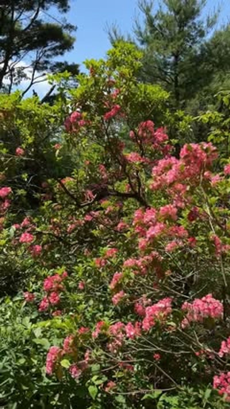 Evergreen Leaves Provide Year-Round Beauty