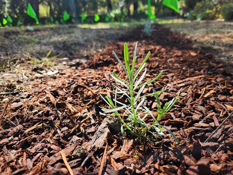 Better Propagation Methods Exist For California Conditions