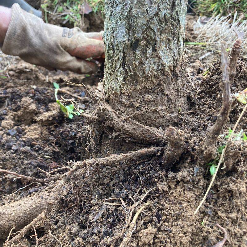Girdling Roots Develop