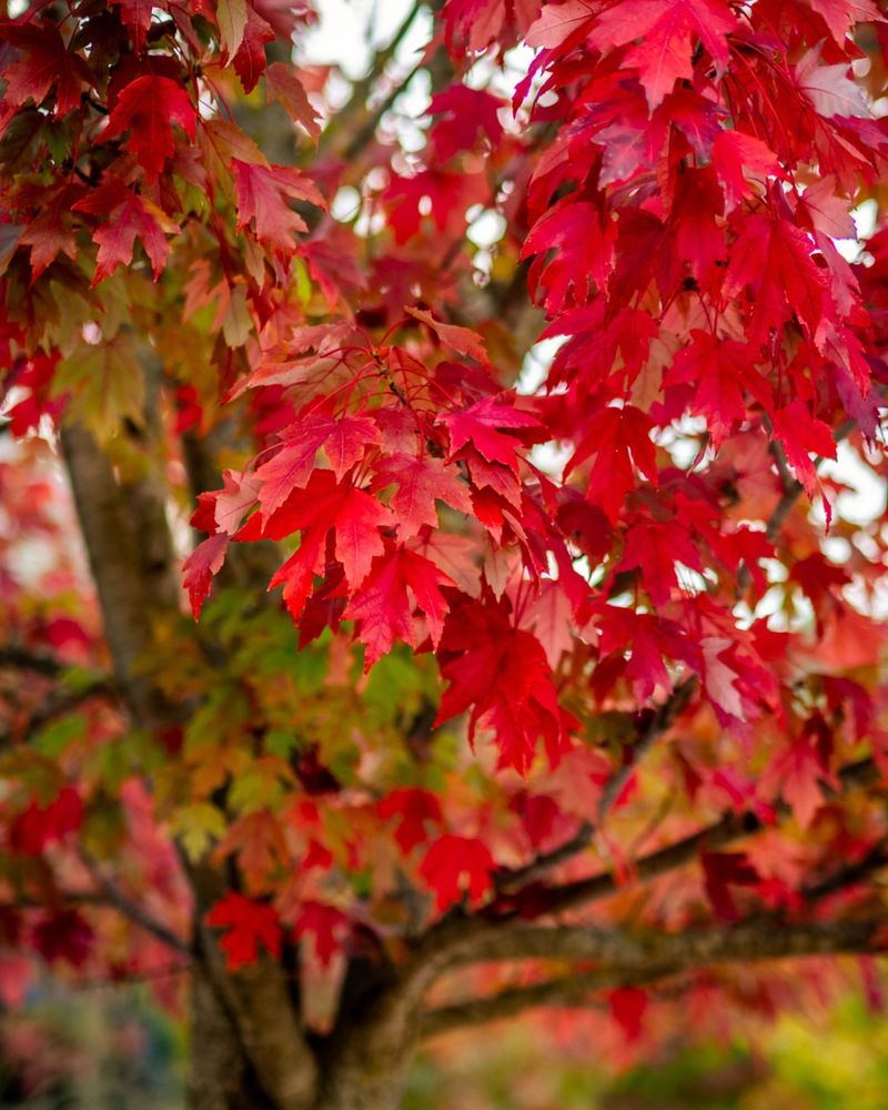 Red Maple